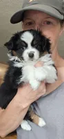 River, a female Toy Australian Shepherd for sale in Salem, OR – 2 of 9