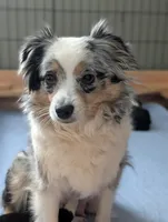 River, a female Toy Australian Shepherd for sale in Salem, OR – 4 of 5