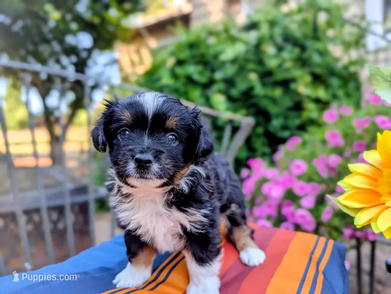 Clover – Toy Australian Shepherd puppy for sale in Salem, OR