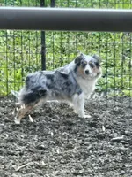 Athena , a female Toy Australian Shepherd for sale in Salem, OR – 6 of 8