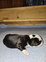 Frost, a male Toy Australian Shepherd for sale in Salem, OR – 3 of 5