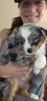 Athena , a female Toy Australian Shepherd for sale in Salem, OR – 3 of 8