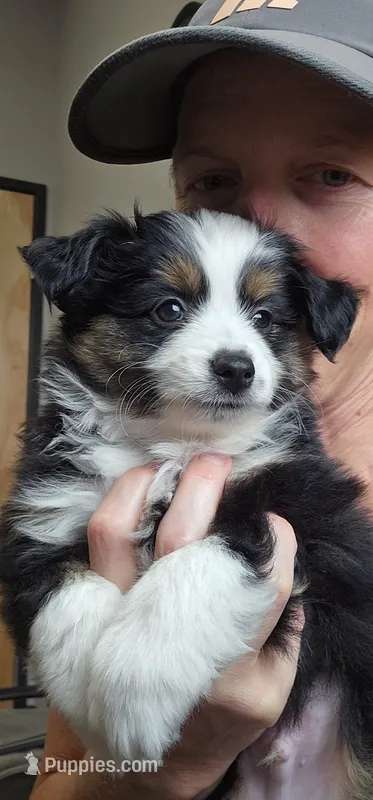 Ivar – Toy Australian Shepherd puppy for sale in Salem, OR