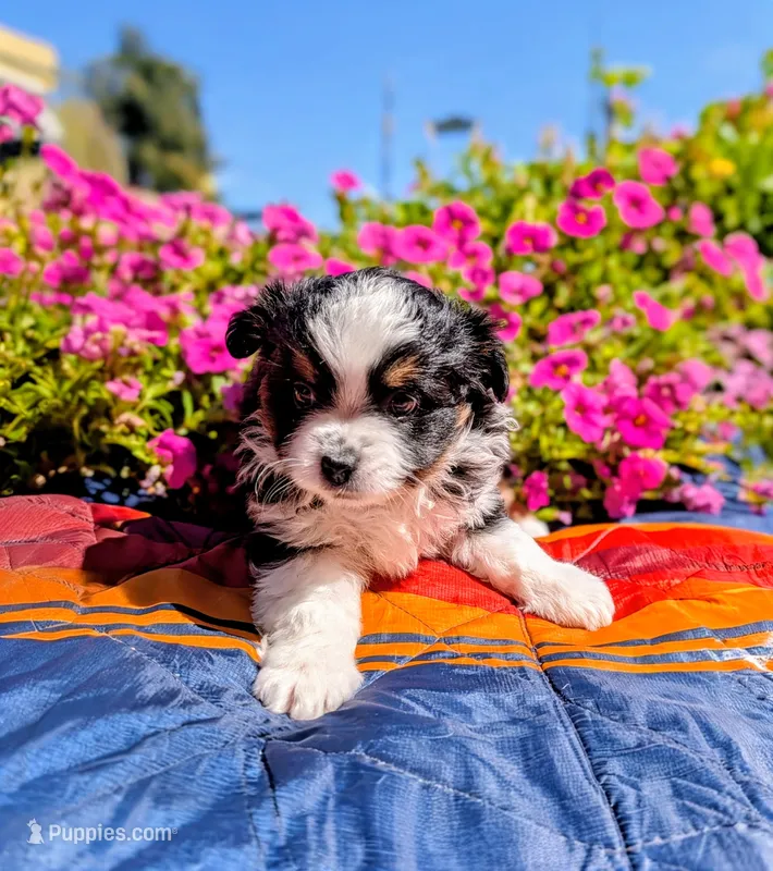 River – Toy Australian Shepherd puppy for sale in Salem, OR