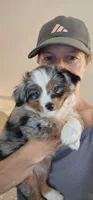 Athena , a female Toy Australian Shepherd for sale in Salem, OR – 1 of 8