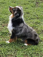 Cinder, a male Toy Australian Shepherd for sale in Salem, OR – 4 of 4
