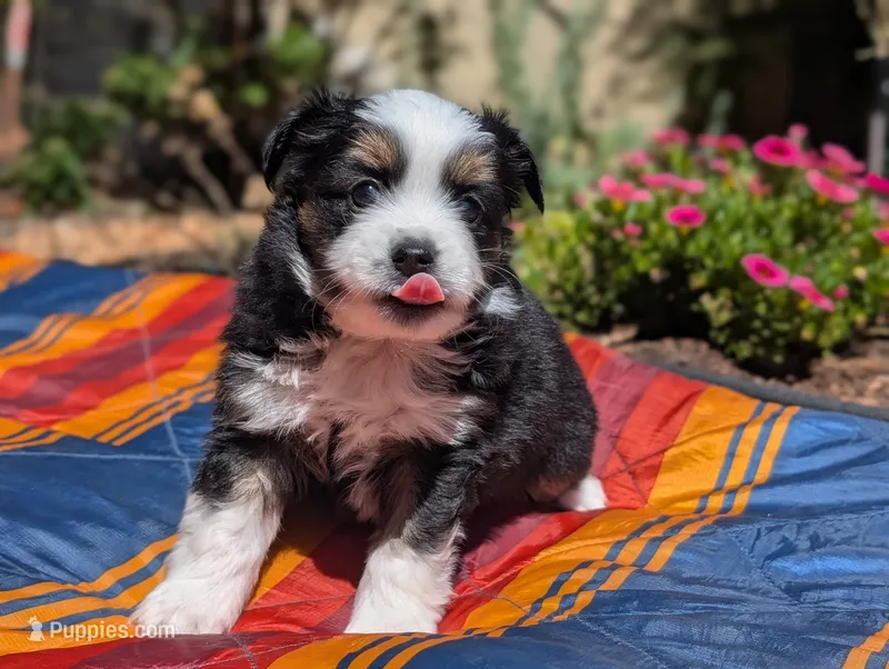 Ivar – Toy Australian Shepherd puppy for sale in Salem, OR
