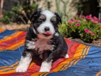 Ivar, a male Toy Australian Shepherd for sale in Salem, OR – 1 of 5