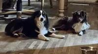 Rowan, a female Toy Australian Shepherd for sale in Salem, OR – 6 of 6