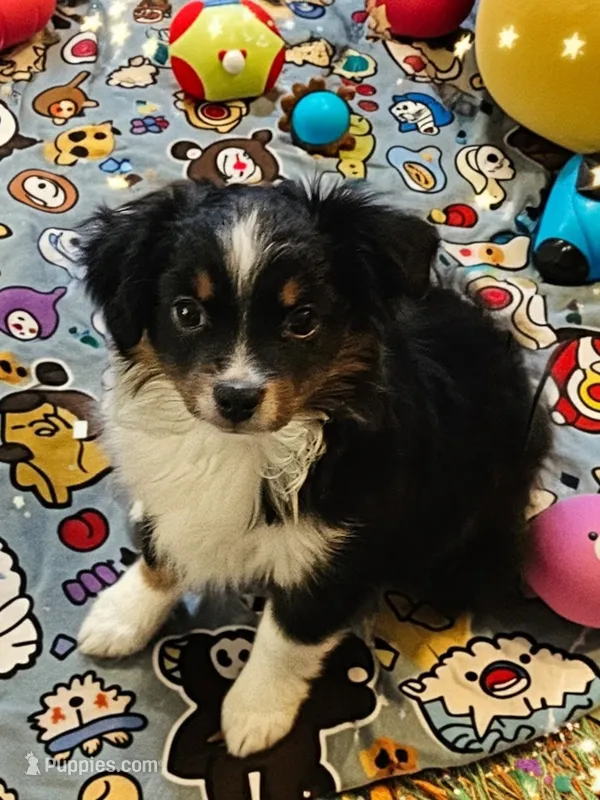 Hunter – Toy Australian Shepherd puppy for sale in Salem, OR