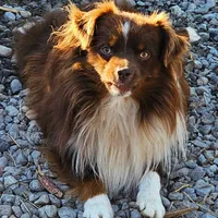Buster, a male Toy Australian Shepherd for sale in Salem, OR – Photo 6 of 6