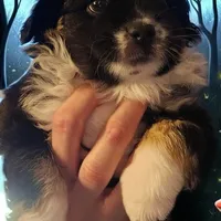 Buster, a male Toy Australian Shepherd for sale in Salem, OR – Photo 2 of 6