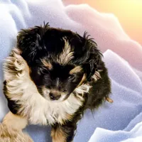 Buster, a male Toy Australian Shepherd for sale in Salem, OR – Photo 3 of 6