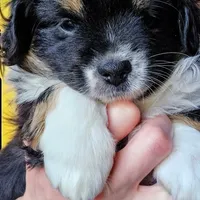 Buster, a male Toy Australian Shepherd for sale in Salem, OR – Photo 1 of 6