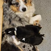 Buster, a male Toy Australian Shepherd for sale in Salem, OR – Photo 5 of 6