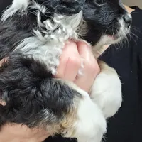 Buster, a male Toy Australian Shepherd for sale in Salem, OR – Photo 4 of 6