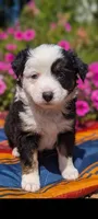 Astrid, a female Toy Australian Shepherd for sale in Salem, OR – 4 of 7