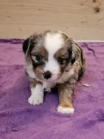 Athena, a female Toy Australian Shepherd for sale in Salem, OR – 4 of 7