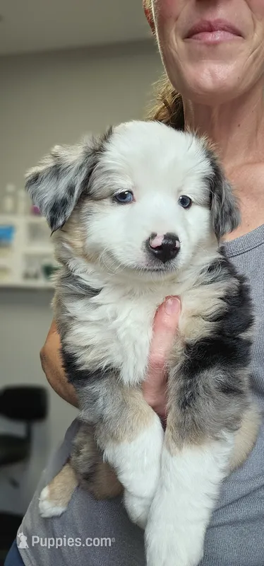 Bjorn – Toy Australian Shepherd puppy for sale in Salem, OR
