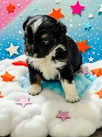 Clover, a female Toy Australian Shepherd for sale in Salem, OR – 1 of 4