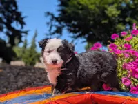 Astrid, a female Toy Australian Shepherd for sale in Salem, OR – 2 of 7