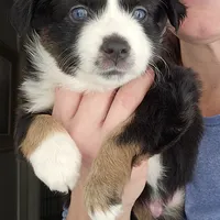 Captain, a male Miniature Australian Shepherd for sale in Salem, OR – Photo 4 of 7