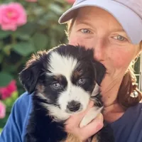 Captain, a male Miniature Australian Shepherd for sale in Salem, OR – Photo 2 of 7