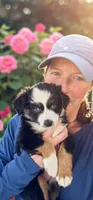 Captain, a male Miniature Australian Shepherd for sale in Salem, OR – Photo 2 of 7