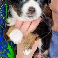 Captain, a male Miniature Australian Shepherd for sale in Salem, OR – Photo 3 of 7