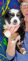 Captain, a male Miniature Australian Shepherd for sale in Salem, OR – Photo 3 of 7