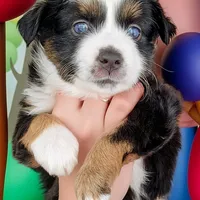 Captain, a male Miniature Australian Shepherd for sale in Salem, OR – Photo 1 of 7
