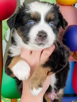 Captain, a male Miniature Australian Shepherd for sale in Salem, OR – Photo 1 of 7