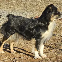 Captain, a male Miniature Australian Shepherd for sale in Salem, OR – Photo 6 of 7