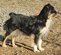 Captain, a male Miniature Australian Shepherd for sale in Salem, OR – Photo 6 of 7
