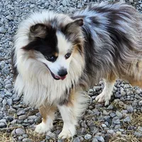 Captain, a male Miniature Australian Shepherd for sale in Salem, OR – Photo 7 of 7