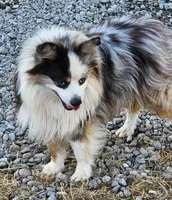 Captain, a male Miniature Australian Shepherd for sale in Salem, OR – Photo 7 of 7