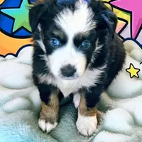 Captain, a male Miniature Australian Shepherd for sale in Salem, OR – Photo 5 of 7