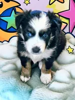 Captain, a male Miniature Australian Shepherd for sale in Salem, OR – Photo 5 of 7