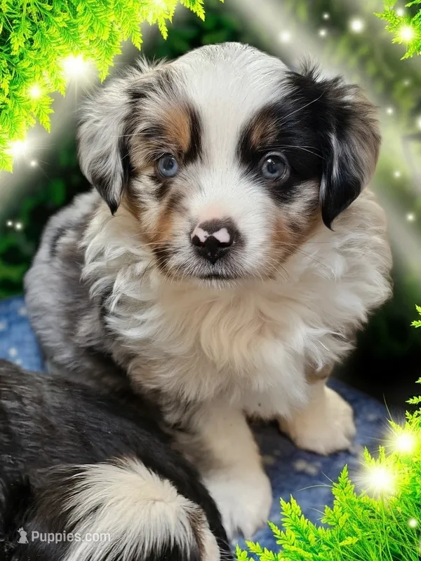 Appolo  – Toy Australian Shepherd puppy for sale in Salem, OR