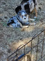 Ares, a male Toy Australian Shepherd for sale in Salem, OR – 5 of 10
