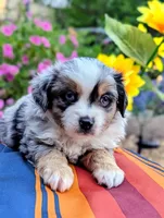 Ares, a male Toy Australian Shepherd for sale in Salem, OR – 5 of 9