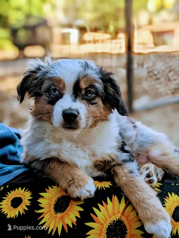 Ares – Toy Australian Shepherd puppy for sale in Salem, OR
