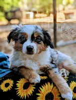 Ares, a male Toy Australian Shepherd for sale in Salem, OR – 2 of 10