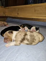 Cinder, a male Toy Australian Shepherd for sale in Salem, OR – 2 of 4