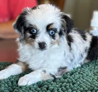 Jemma, a female Toy Australian Shepherd for sale in Salem, OR – Photo 1 of 4