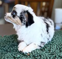 Jemma, a female Toy Australian Shepherd for sale in Salem, OR – Photo 2 of 4