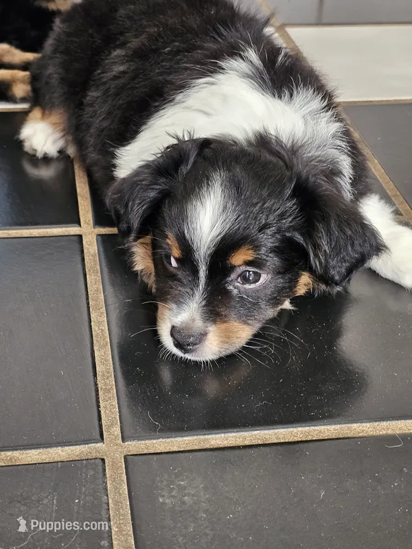Hunter – Toy Australian Shepherd puppy for sale in Salem, OR