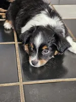 Hunter, a male Toy Australian Shepherd for sale in Salem, OR – 1 of 10