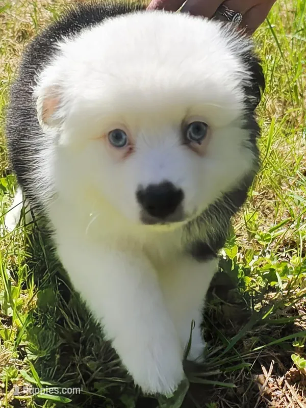 Sweetheart  – Toy Australian Shepherd puppy for sale in Salem, OR