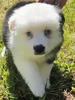 Sweetheart , a female Toy Australian Shepherd for sale in Salem, OR – Photo 5 of 9